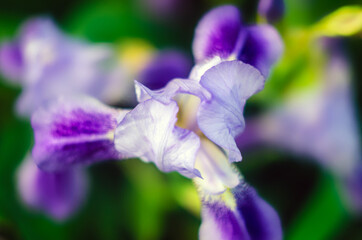 flowering  irises, flowers violet irises close-up