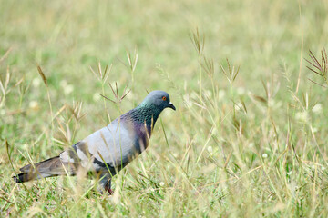Pigeon is on a grass