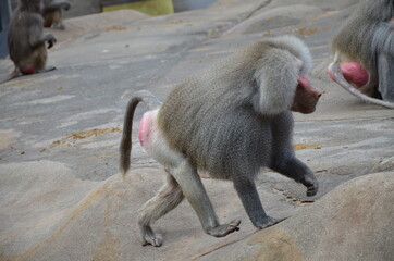 Wild Hamadryas baboon, zoo of Frankfurt (Germany)