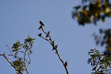 a flock of Pigeon is on a tree branch