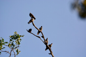 a flock of Pigeon is on a tree branch