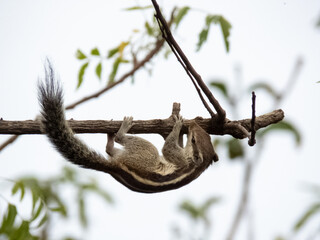 Images for Squirrel hanging from branch of tree.