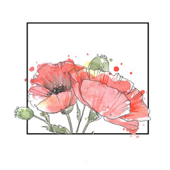 Poppies in square painted by watercolor isolated on white