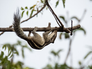 Images for Squirrel hanging from branch of tree.