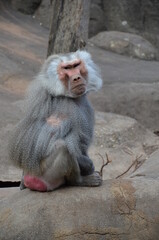 Wild Hamadryas baboon, zoo of Frankfurt (Germany)