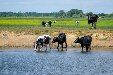 Loire-Atlantique, France, June 2020, cows with legs in the water hydrates in the marshes of Sainte Lumine de Coutais.