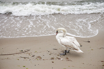 wild swan on the beach of the Baltic Sea on a rainy day