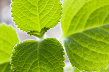 green leaves shining through the back of the sun rays of light. Macro mode.
