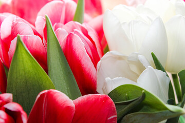 bouquet of tulips in pink and white with green leaves with warm light