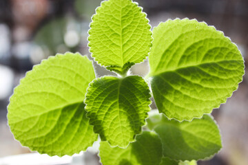 green leaves shining through the back of the sun rays of light. Macro mode.