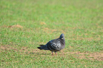 Pigeon is on a grass