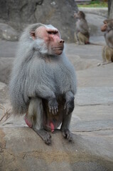 Fototapeta premium Wild Hamadryas baboon, zoo of Frankfurt (Germany)