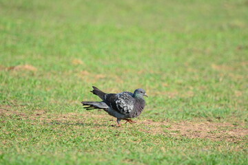 Pigeon is on a grass