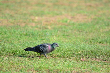 Pigeon is on a grass