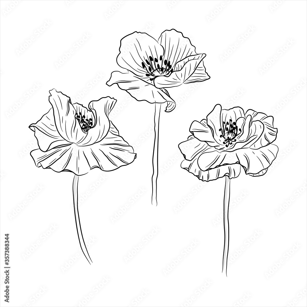 Wall mural Poppy flower sketch set