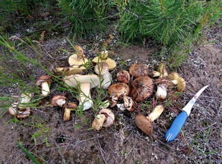 Mushrooms. Beautiful forest mushrooms on green background