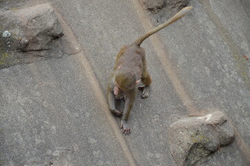 Wild Hamadryas baboon, zoo of Frankfurt (Germany)