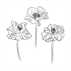 Poppy flower sketch set