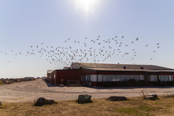 Many flying white seagulls on the beach near the sea