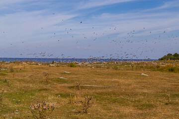 Many flying white seagulls on the beach near the sea