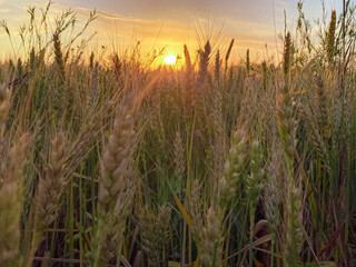 Sunset and wheat spike