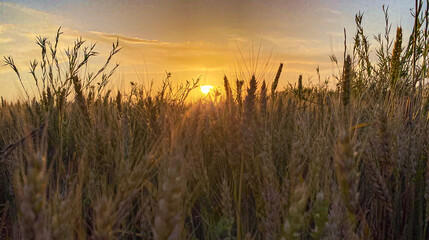 Fototapeta na wymiar Sunset and wheat spike