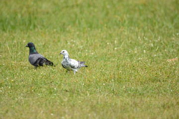 Pigeon is on a grass