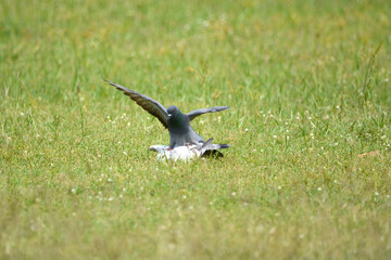 Pigeon is on a grass