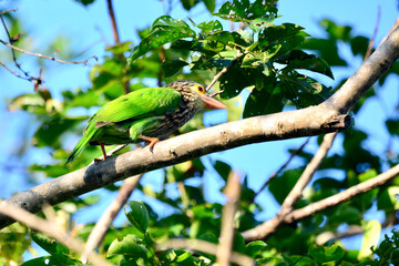 Lineated Barbet is on a tree branch
