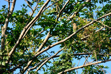 Lineated Barbet is on a tree branch