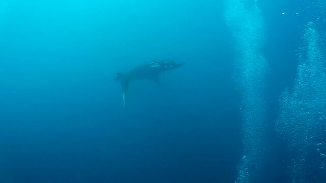Oceanic manta ray and scuba diver
