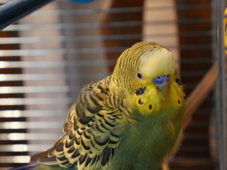 Fototapeta premium yellow and green parrot