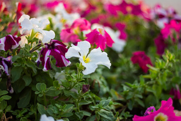 Colorful petunia flowers in the garden at evening.