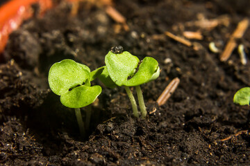 seedlings in peat pots.Baby plants seeding