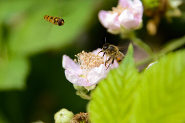 Une abeille sur une fleur et une autre qui la rejoint