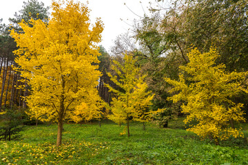 Autumn view in Ataturk Arboretum in Istanbul, Turkey.