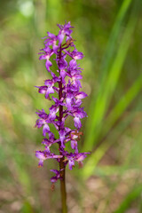 Macrophotographie de fleur sauvage - Orchis des marais - Anacamptis palustris