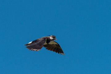 Low angle view of singing flying pewit with open beak in blue sky
