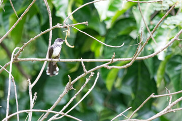 fantails is on a branch