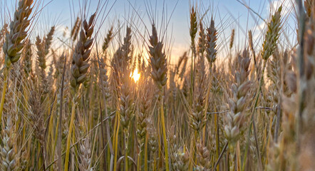 Sunset and wheat spike