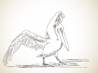 pelican