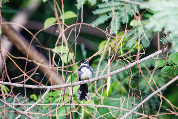  plaintive cuckoo is on a branch