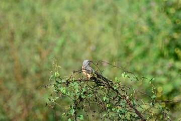  plaintive cuckoo is on a branch