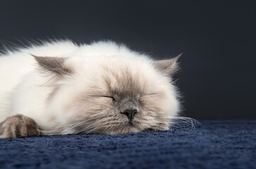 Close-up of sleeping fluffy kitten with eyes closed on a dark background.  Ragdoll Cat