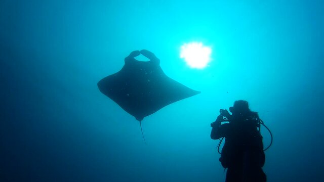 Oceanic manta ray and scuba diver
