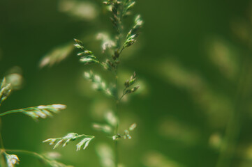  blurred green background from spikelets of plants