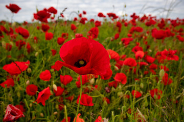 red poppy flowers in field