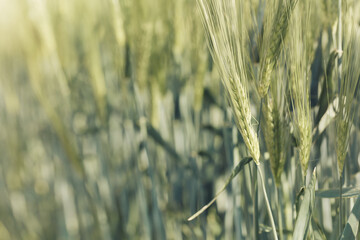 Closeup of cereal grain. Plant background.