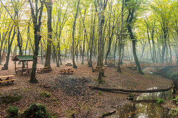 Autumn view in Belgrad Forest (Turkish: Belgrad Ormani) in Istanbul, Turkey.