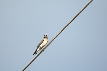 Ashy woodswallow is on a wire